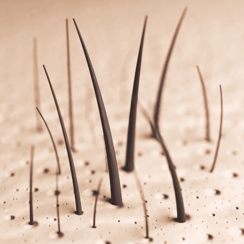 Understanding the Hair Growth Cycle